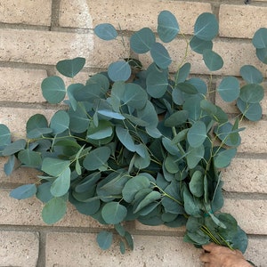 Fresh Silver Dollar Eucalyptus Bundle: California Grown Decor
