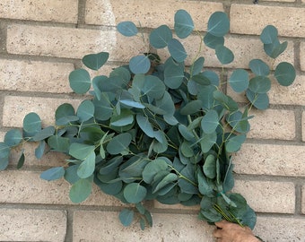 May include: A bunch of fresh eucalyptus leaves with round, blue-green foliage. The leaves are tied together at the stems. The background is a light brown brick wall. Ideal for home decor or crafting.