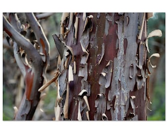 Tree Bark Art Print | Bark Print on Wood | Cypress Tree Print | Log Cabin Decor | Tree Bark Photography | Earthy Home Decor