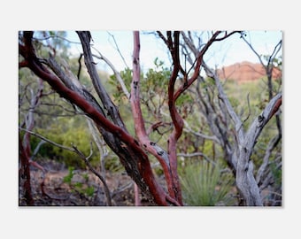 Manzanita Soothing Nature Print, Sedona Photography, Arizona Art, Southwest Canvas Art, Southwest Wall Decor, Nature Photography