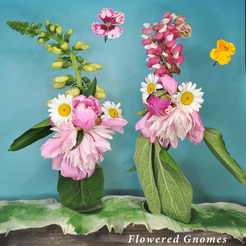 May include: Two floral arrangements in green vases with pink peonies, white daisies, and pink and white lupine flowers against a blue background. The text "Flowered Gnomes" is at the bottom of the image.