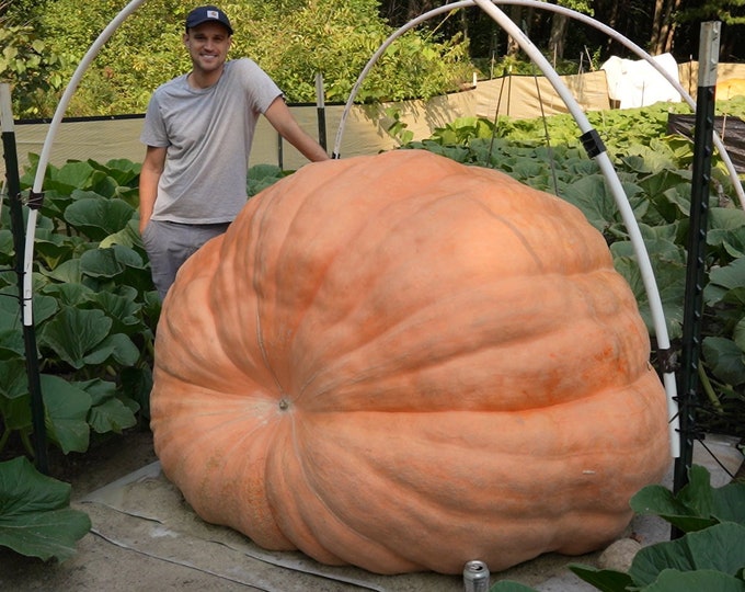 2,480 Pound Atlantic Giant Pumpkin Seed From Bear Swipe 1 Seed Etsy