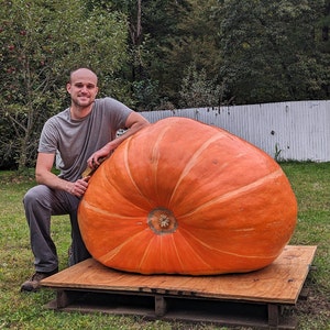 704 pound Giant Pumpkin Seeds from Amber Blaze (2 Seeds)