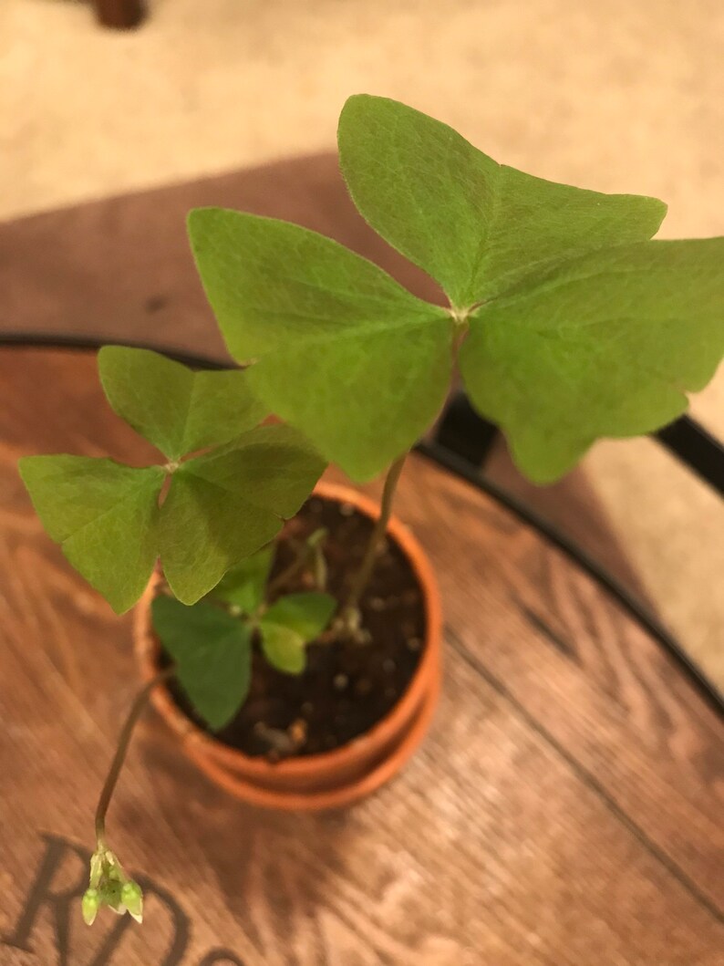 One Shamrock/clover Tuber/plant Root for You to Grow Your Own Etsy