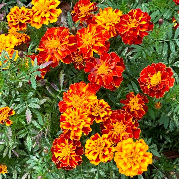 French Marigold Sparky Mix Organic and heirloom