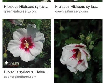 White Hibiscus Seeds - start your own hibiscus flowering plant
