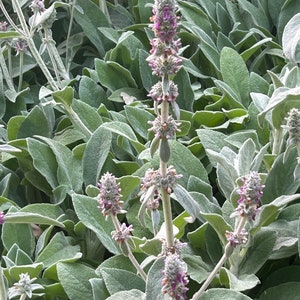 3 Lamb’s Ear or Silver Carpet Plants Organic and Home Grown!