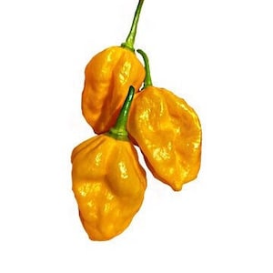 Peruvian Habanero Seeds