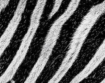 Patrón sin costuras con estampado de cebra, blanco y negro (PNG)