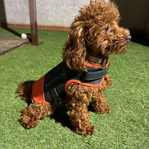 May include: A small brown poodle wearing a black dog armor pro vest with orange trim. The dog is sitting on green grass.