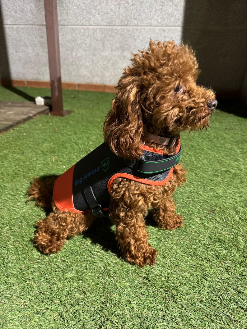 May include: A small brown poodle wearing a black dog armor pro vest with orange trim. The dog is sitting on green grass.