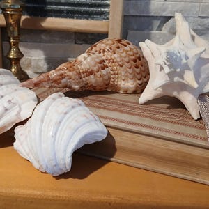 May include: A collection of seashells, including large white clam shells, a brown and tan conch shell, and a white starfish-shaped shell. The shells are arranged on a wooden surface, suggesting a coastal or nautical theme.