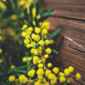 24 RAMETTI DI MIMOSA Sintetica Confezionati Singolarmente, fatte a mano, Artigianali