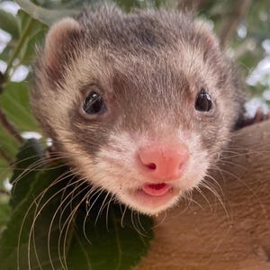 Ferret &quot;Symbolic Adoption&quot; Package 2025