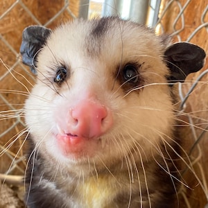 Opossum "Adoptionspaket" 2026 SYMBOLISK ADOPTION