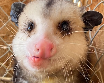 Opossum "Adoption" Package 2026 SYMBOLIC ADOPTION