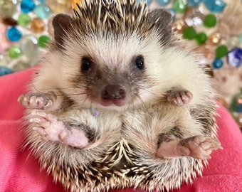 Hedgehog "Adoption" Package 2024