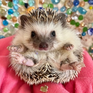 Hedgehog "Adoption" Package 2025