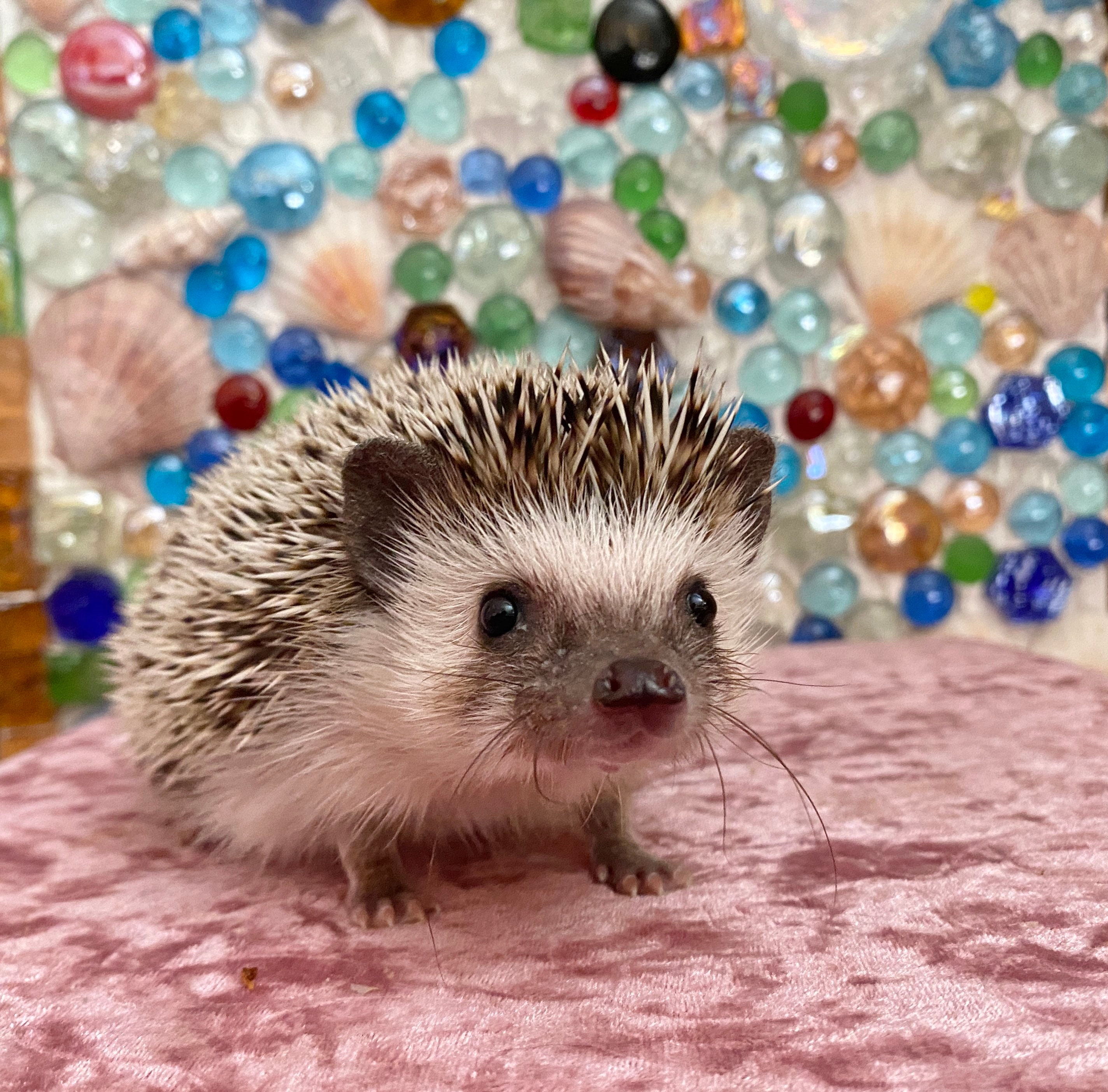 Hedgehog adoption Package 2023 Etsy