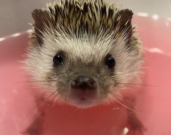 Baby Hedgehog Hedgehog Exotic Animals Hedgehog Stock Photo