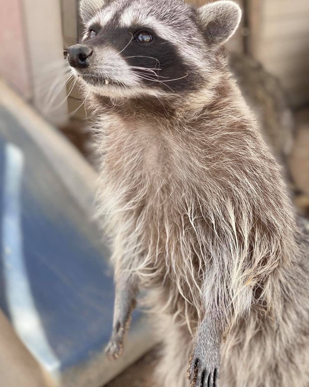 Raccoon adoption Package 2023 - Etsy Raccoon adoption Package 2023 - Etsy