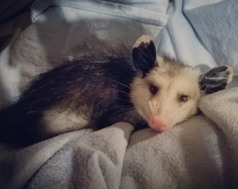 Opossum Plush - Etsy