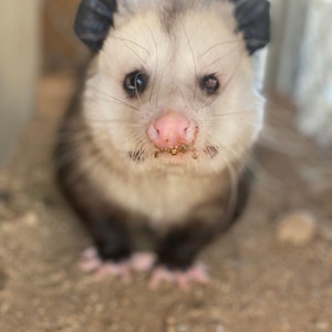 Opossum 'adoptie'-pakket 2025