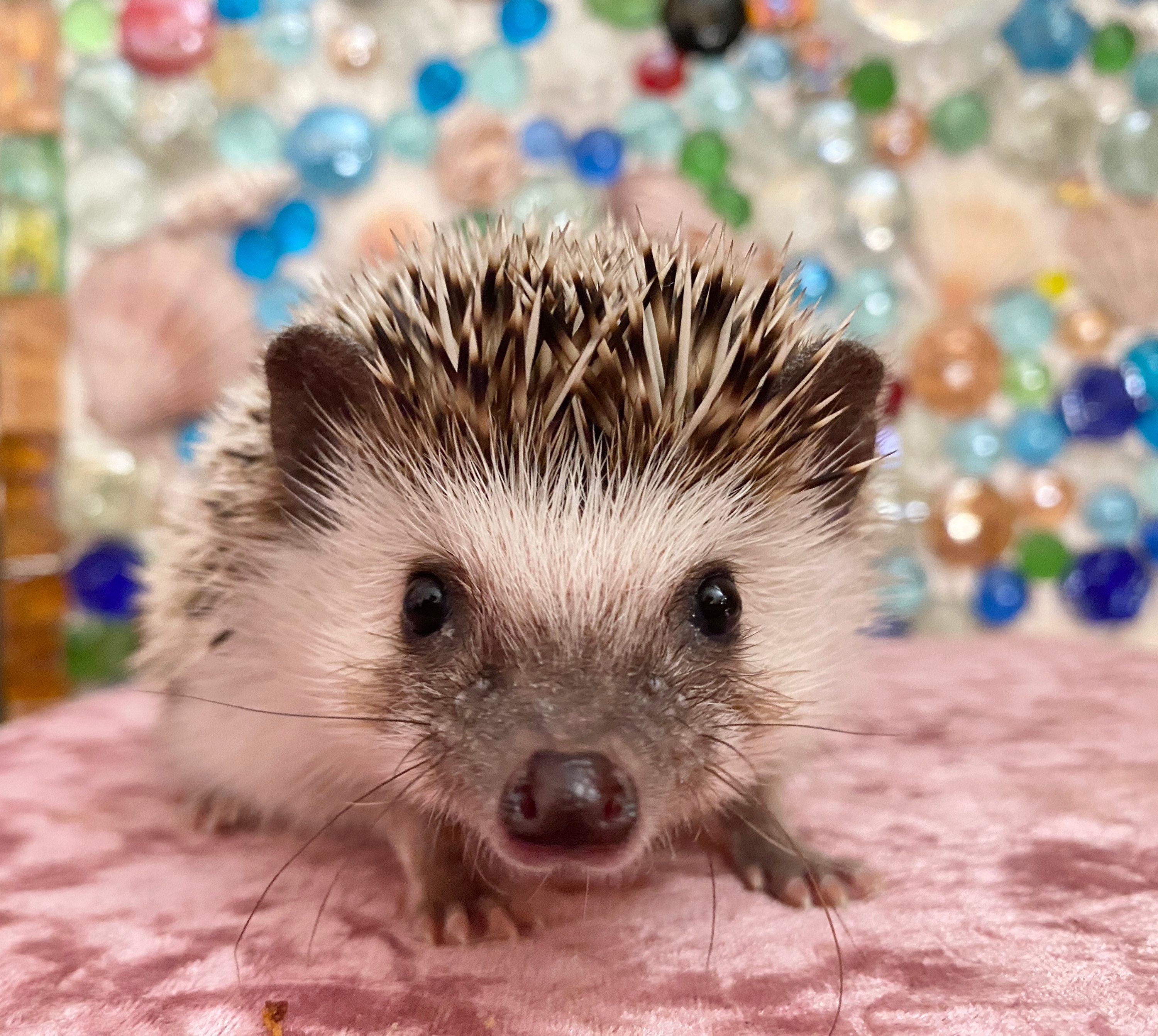 Hedgehog adoption Package 2023 Etsy