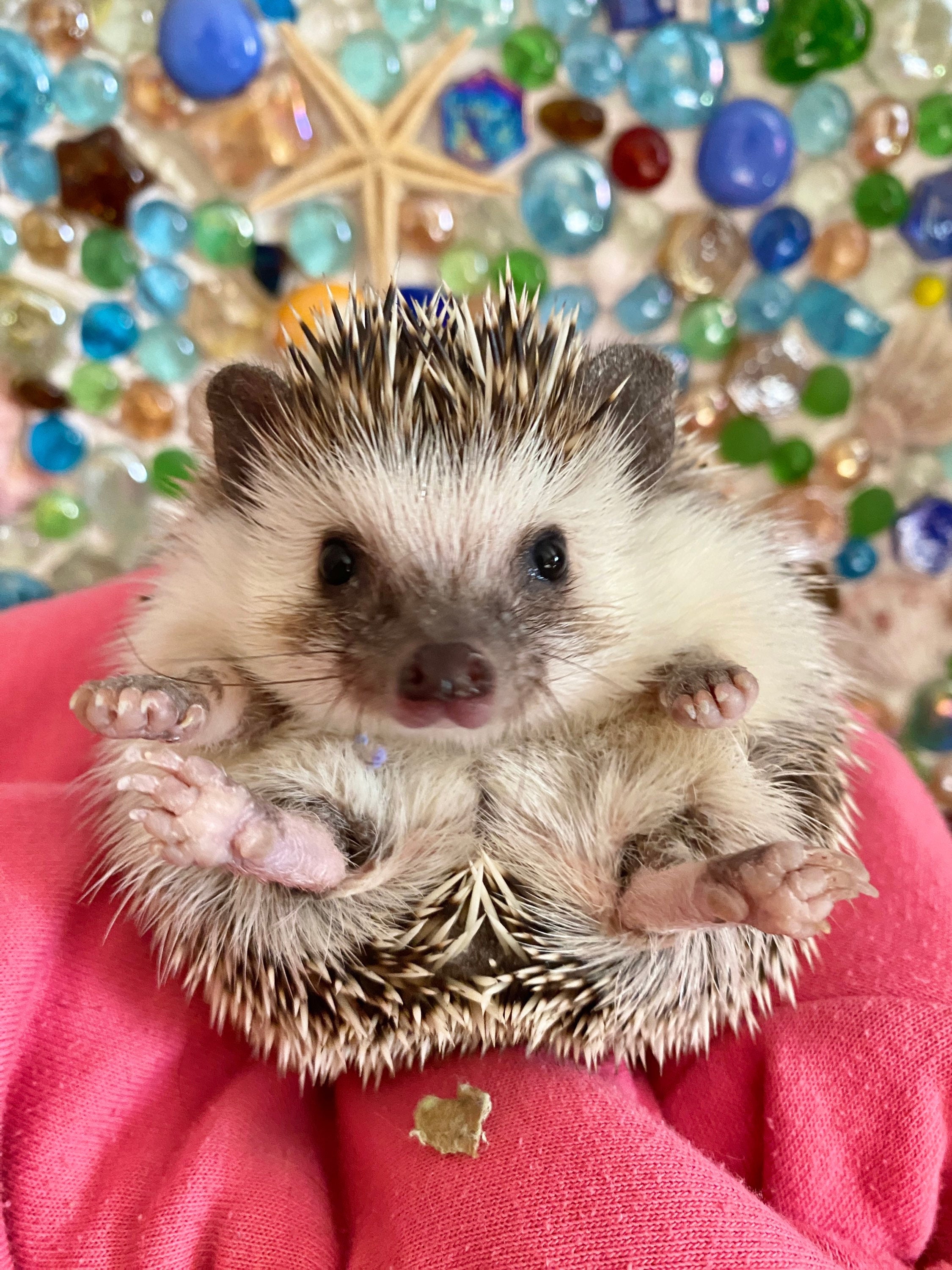 hedgehog supplies near me