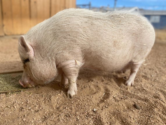 Best pot belly pig adoption Top Sellers Black Friday