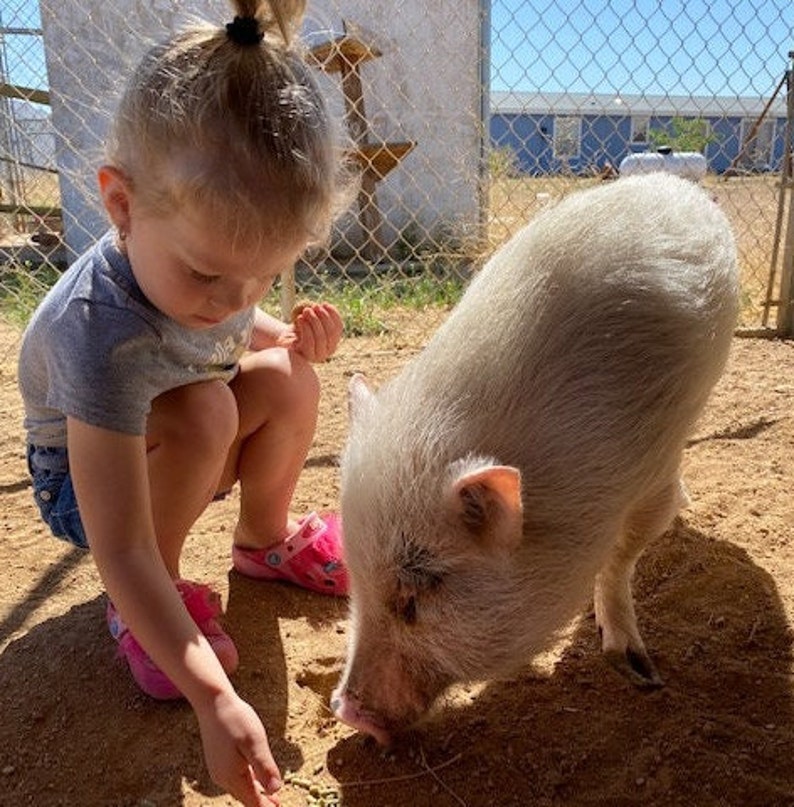Potbelly Pig adoption Package 2024 Etsy