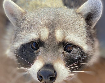 Waschbär Adoption Paket 2024