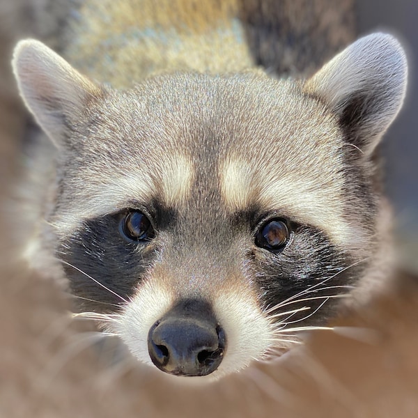 Raccoon "Adoption" Package 2024