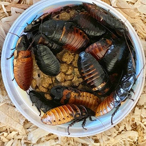 Könnte beinhalten: Eine transparente Plastikschüssel gefüllt mit mehreren Madagaskar-Zischkakerlaken. Die Insekten haben dunkelbraune und schwarze Körper mit segmentierten Exoskeletten. Einige haben orange und braune Markierungen. Die Schüssel steht auf Holzspänen.