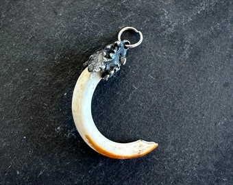 Charivari nutria tooth