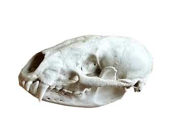 Echter Dachs Schädel