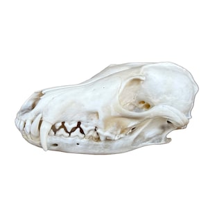 Real fox skull