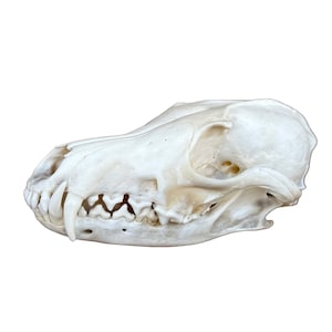 Real Fox Skull