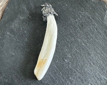 Charivari sow tooth with oak leaves