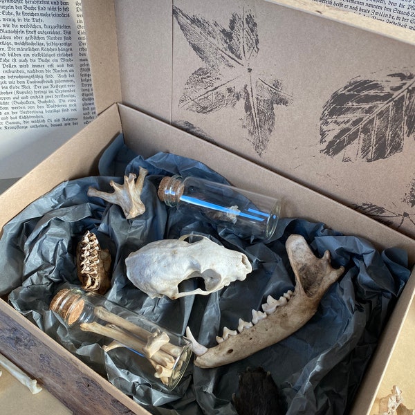 Mystery Box SPOOKIE EDITION curiosités dents, griffes, os, fragments de crâne...