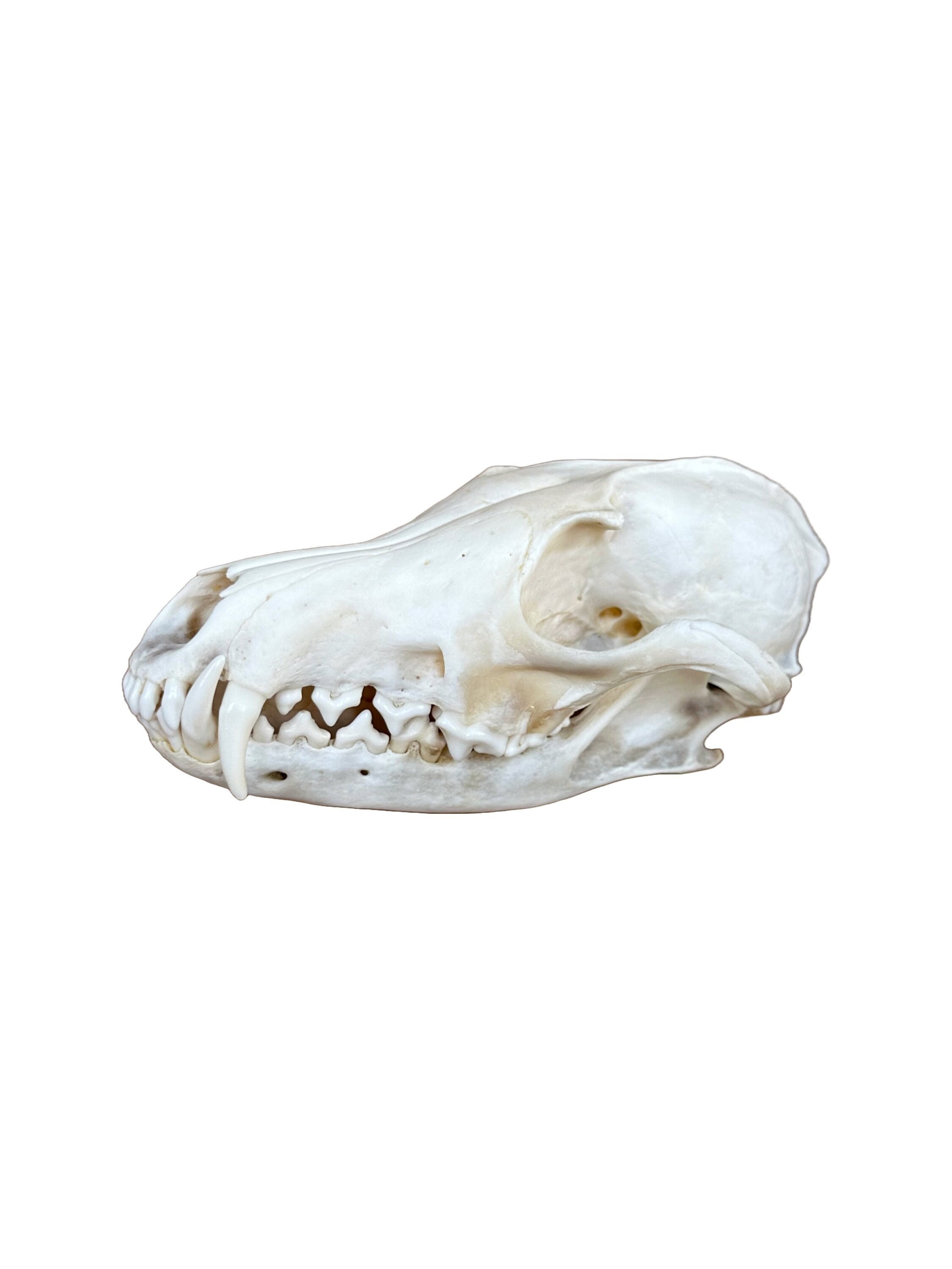 Real Fox Skull - Etsy