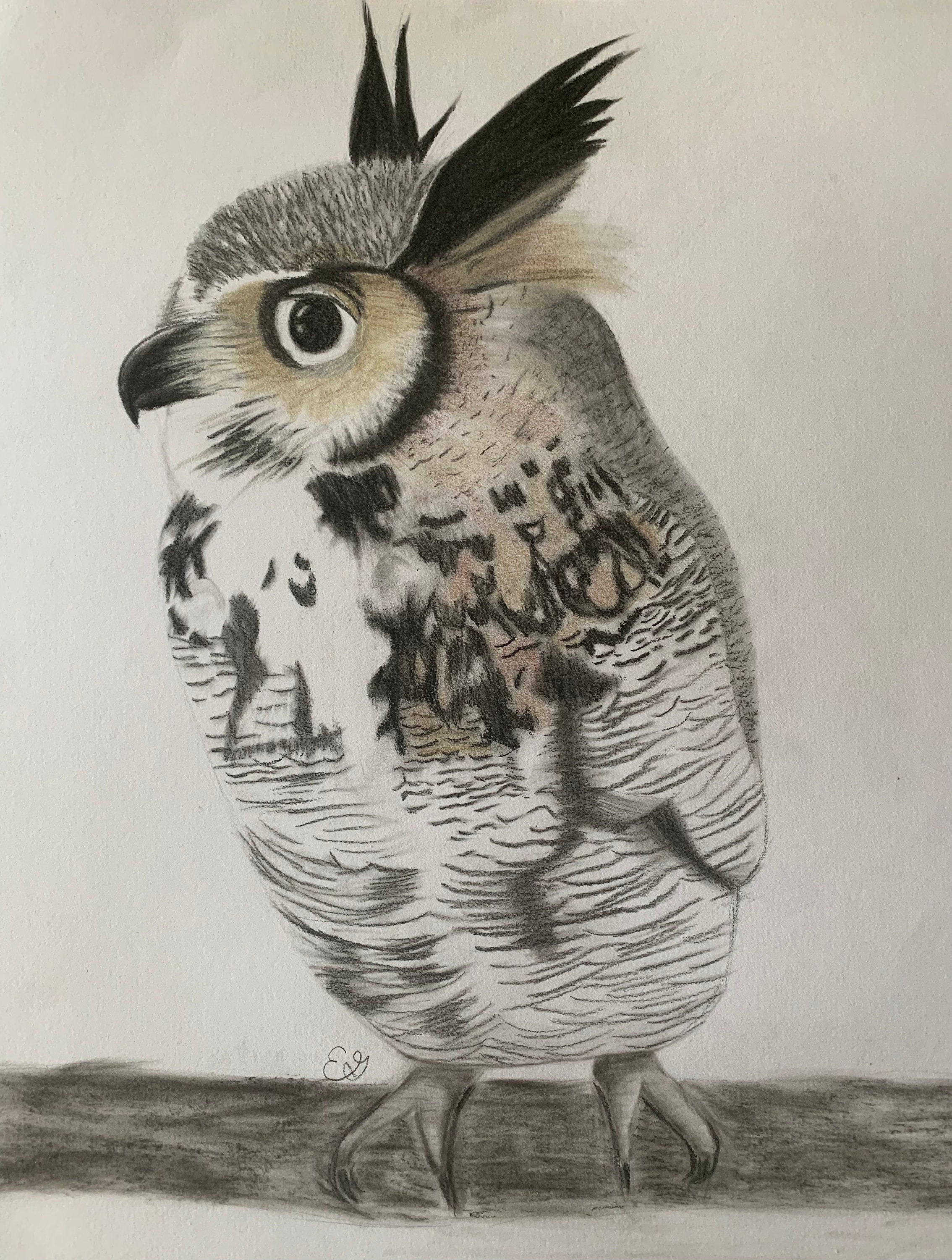 Owl Drawing