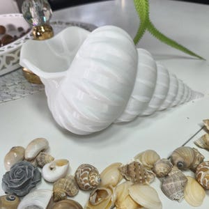 Peut inclure: Un vase décoratif blanc en forme de coquillage avec un motif en spirale, à côté d'une collection de divers coquillages. Le vase est le point central, avec une finition brillante. Les coquillages varient en taille, forme et couleur, créant un thème côtier.