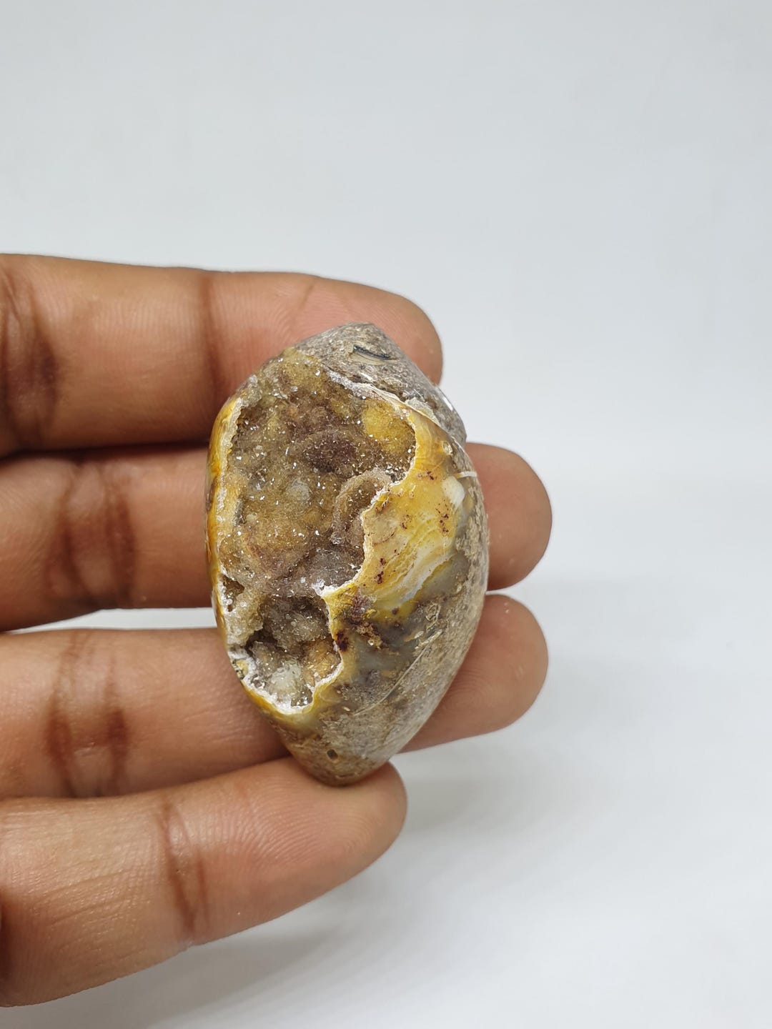 Gastropod Crystallized Fossil Shell Beautiful Gastropod Crystallized ...