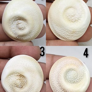 Japanese shiva eye cabochon , choose your piece shiva eye gemstone  , shiva eye fossil shell