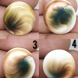 Natural Shiva eye fossil shell cabochon smooth fancy shape shiva eye gemstone for lapidary work high quality gemstone