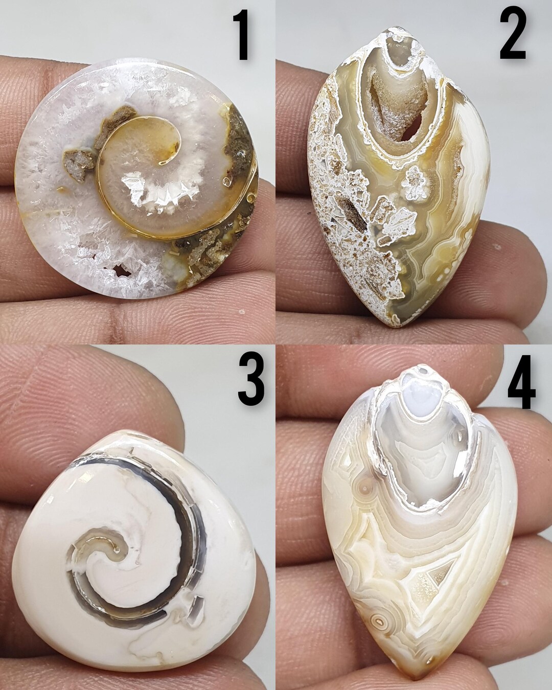 Gastropod Crystallized Fossil Shell Beautiful Gastropod Crystallized ...