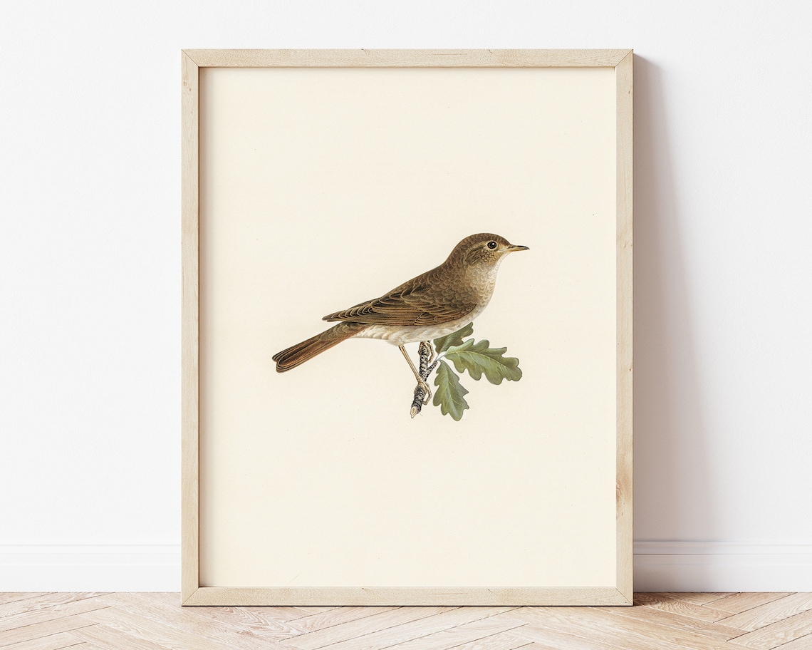 Antique Bird Wall Art Printable Country Bird Wall Decor Etsy