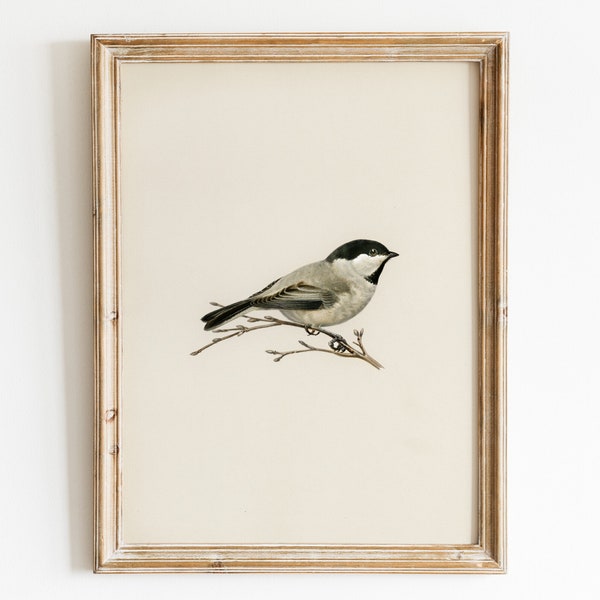 Antique Bird Art Print, Printable Chickadee Drawing Wall Art, Vintage Nursery Wall Decor, Country Farmhouse Print, Instant Digital Download