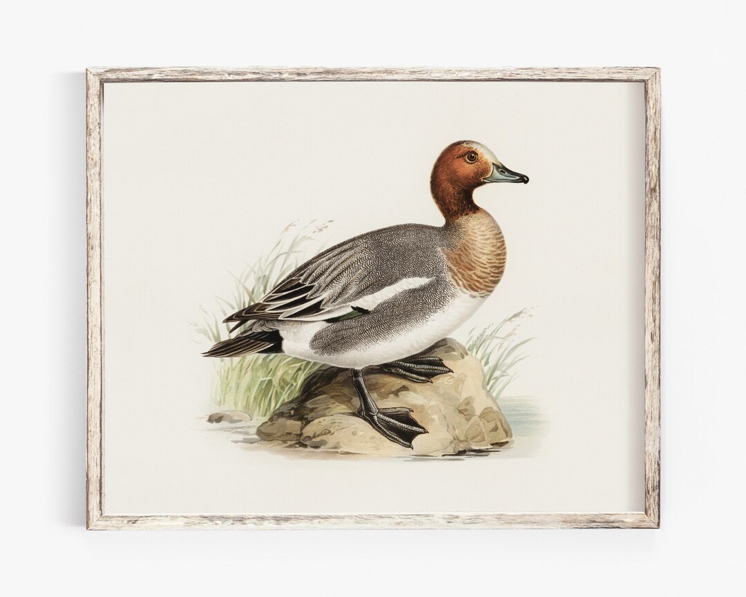 Farmhouse Bird Wall Art, Printable Vintage Duck Wall Decor, French